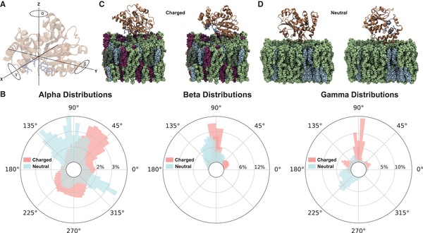 The molecular mechanisms of visual chromophore release from cellular retinaldehyde-binding protein