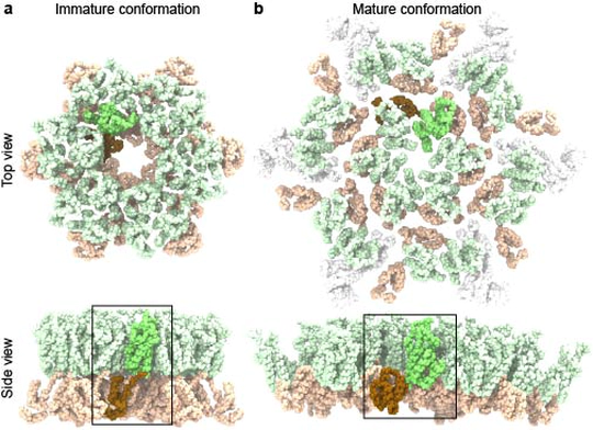 Atomistic characterization of the maturation mechanisms in the HIV-1 capsid domain