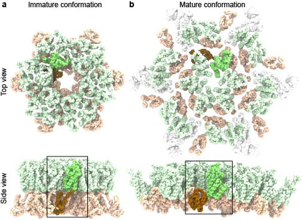 Atomistic characterization of the maturation mechanisms in the HIV-1 capsid domain